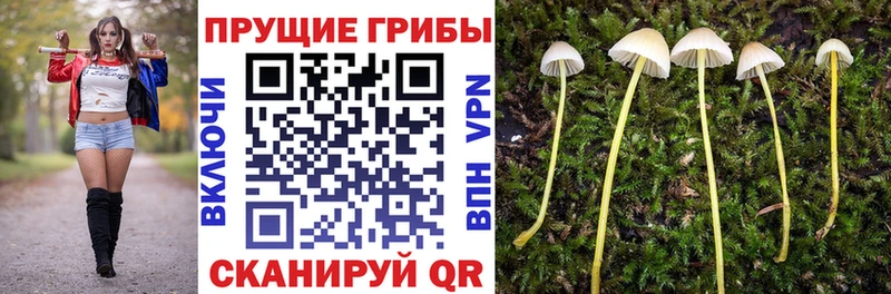 Псилоцибиновые грибы GOLDEN TEACHER  где продают наркотики  Южно-Сухокумск 